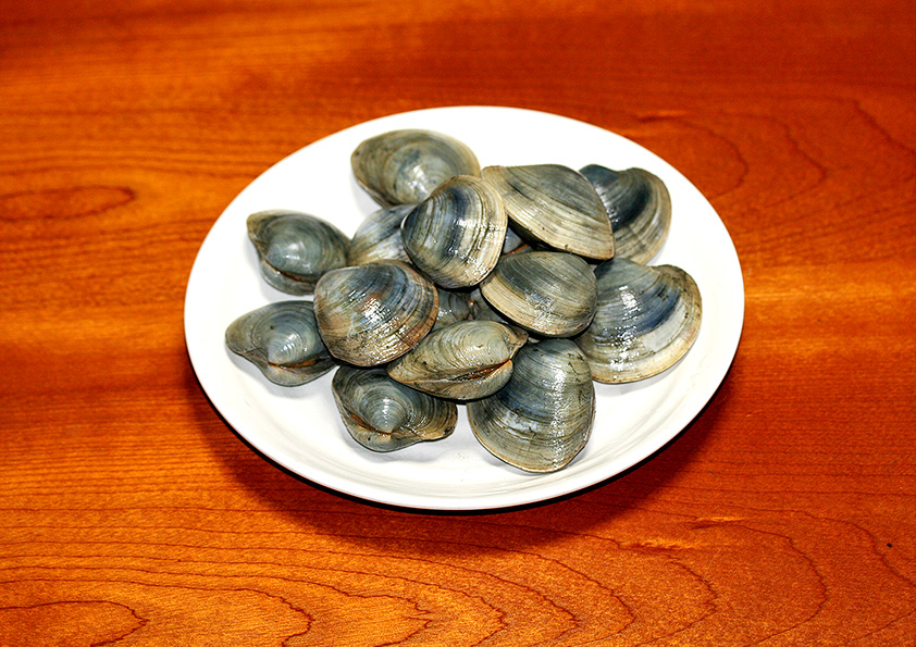 ホンビノス貝 ボンゴレビアンコ