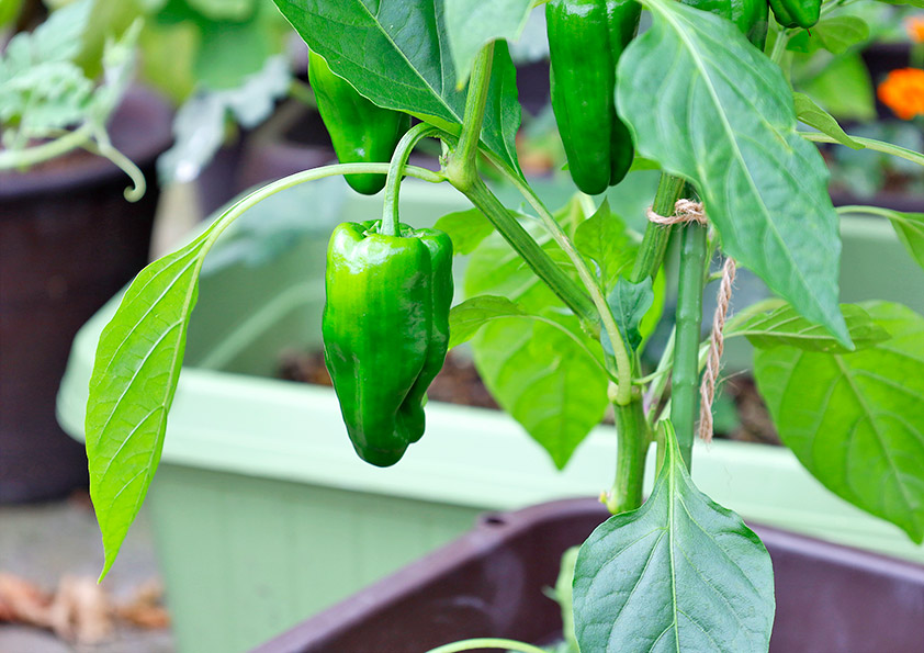 ピーマンを家庭菜園で育てる